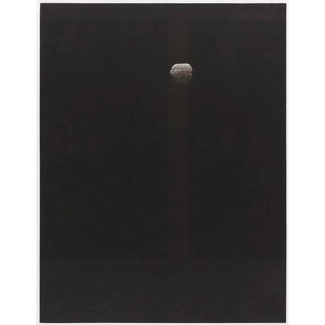 Walnut - Original Mezzotint by Yozo Hamaguchi - 1979 1979 For Sale - Image 3 of 4