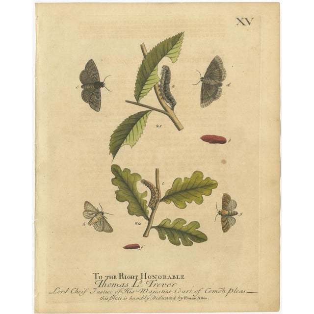Albin, Moths & Caterpillars Buff-Tip, Winter Moth & Allies, 1720, Prints, Set of 4 For Sale - Image 4 of 10