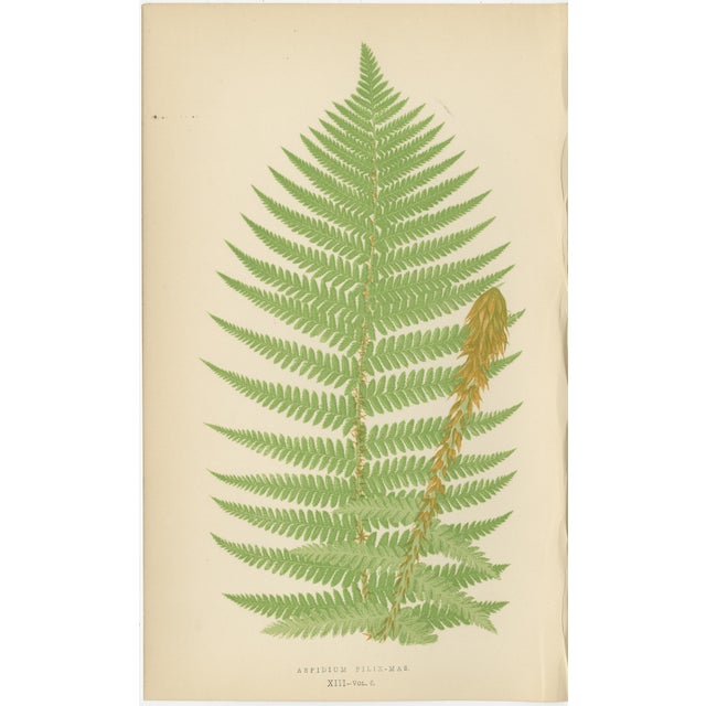 Aspidium Filix-Mas Series Fern Prints, 1868, Paper, Set of 3 For Sale - Image 4 of 5