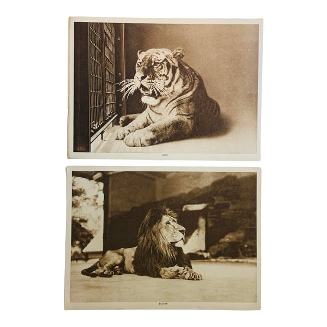 1913 Portraits of a Lion and Tiger Photogravure Prints For Sale