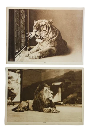 1913 Portraits of a Lion and Tiger Photogravure Prints