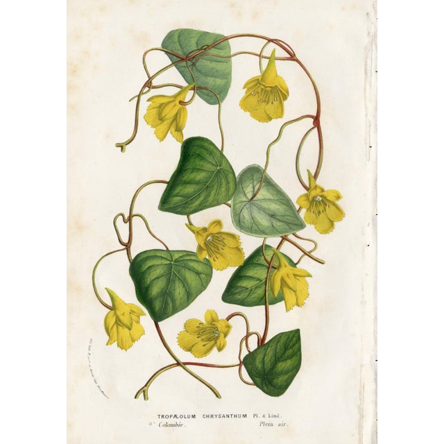 You'll get 14 Van Houtte Botanicals in this lot. These are colors we can't use so take advantage of this listing. A great...