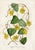 You'll get 14 Van Houtte Botanicals in this lot. These are colors we can't use so take advantage of this listing. A great...