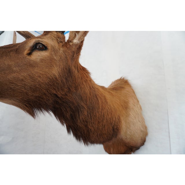 Elk Trophy Head & Shoulder Mount For Sale In Los Angeles - Image 6 of 17