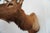 Elk Trophy Head & Shoulder Mount For Sale In Los Angeles - Image 6 of 17