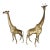 1970's Life Size Brass Baby Giraffes - a Pair For Sale