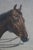 Brown Late 20th Century Mr. Williamson Huntsman Equestrian Fox Hunt Beagle Engraving After Robert Frain For Sale - Image 8 of 14