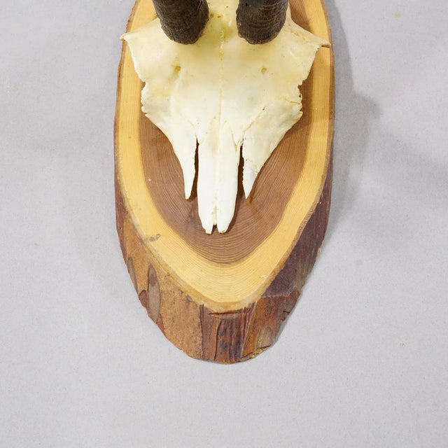 Wood Set of Six Vintage Chamois Trophies on Wooden Plaques, Germany Ca. 1960s For Sale - Image 7 of 7
