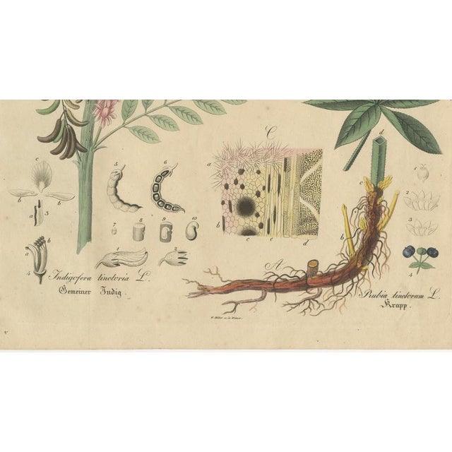 Indigofera & Rubia Tinctorum, 1800s, Paper For Sale - Image 5 of 10