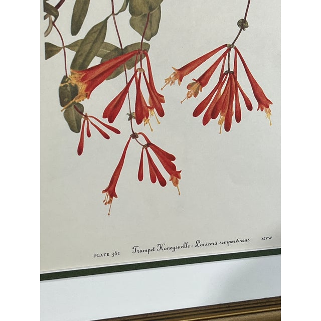 Mid-Century Modern Vintage Botanical Framed Set of 6 - Authentic 1953 Prints For Sale - Image 3 of 6