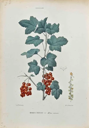 Vincenzo Tenore, The Ribesiaceae, Lithograph, 1870s