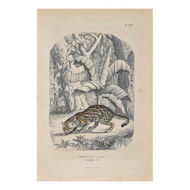 Paul Gervais, Ocelot, Original Lithograph, 1854 For Sale