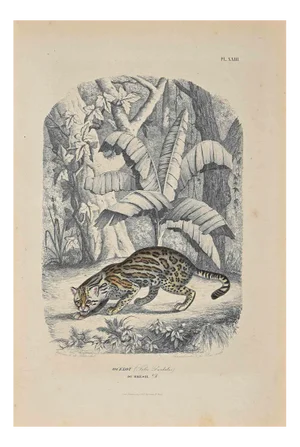 Paul Gervais, Ocelot, Original Lithograph, 1854