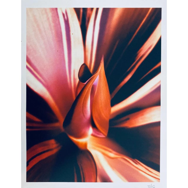 Jeffrey Rothstein, Flora Fauna Series Vintage Color Photograph Abstract Flower Fuji Crystal Photo, c.1998 For Sale In Miami - Image 6 of 6