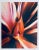 Jeffrey Rothstein, Flora Fauna Series Vintage Color Photograph Abstract Flower Fuji Crystal Photo, c.1998 For Sale In Miami - Image 6 of 6