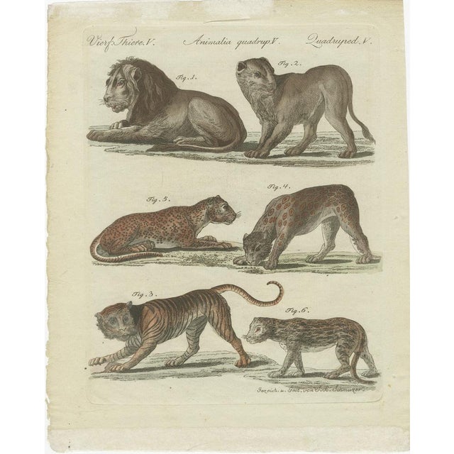 Wild cats of the world — hand-colored natural history engraving, bertuch c.1790 this finely detailed late-18th-century...