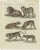 Wild cats of the world — hand-colored natural history engraving, bertuch c.1790 this finely detailed late-18th-century...
