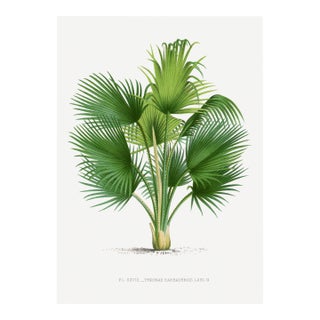 Fan Palm Botanical Study, Vintage Art Print Reproduction, 32" X 48" For Sale