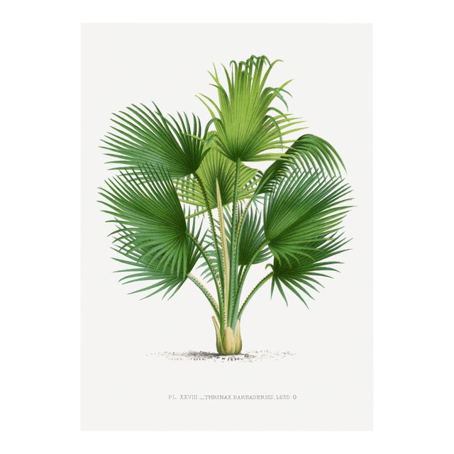 Fan Palm Botanical Study, Vintage Art Print Reproduction, 32" X 48" For Sale