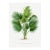 Fan Palm Botanical Study, Vintage Art Print Reproduction, 32" X 48" For Sale
