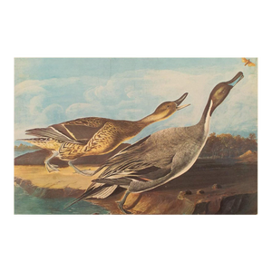 1966 Pin-Tail Ducks and Butterfly After Audubon, XL Cottage Print