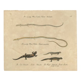Karl Joseph Brodtmann, Salamander & Reptile, 1816, Lithograph For Sale