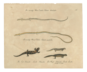 Karl Joseph Brodtmann, Salamander & Reptile, 1816, Lithograph