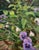 Flower Array by Jim Beckner | Oil on canvas Painting of purple flowers in a green setting For Sale