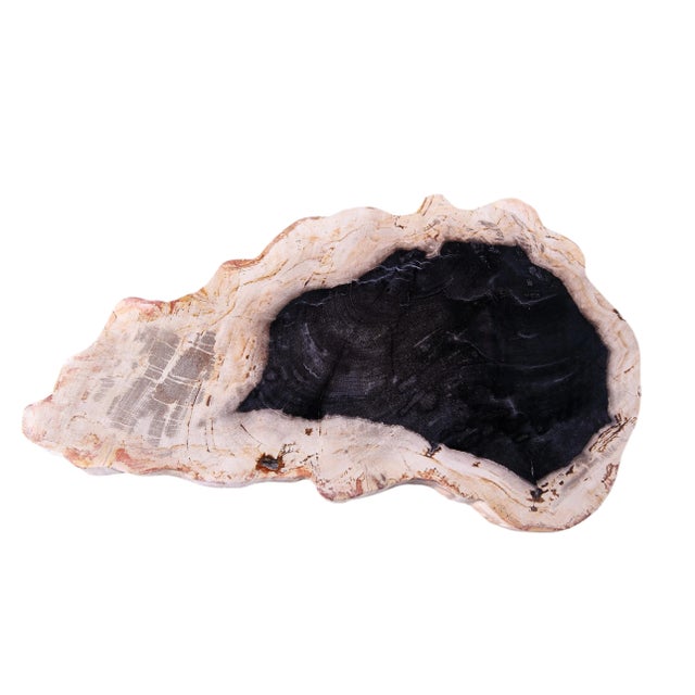 Hand Cut & Polished Petrified Wood Board 2 For Sale - Image 4 of 4