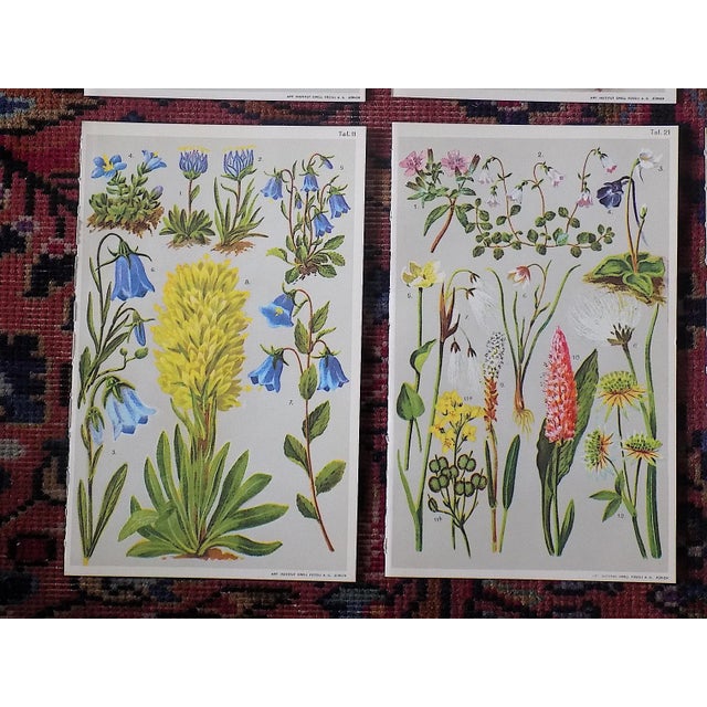 Authentic Antique 19th Century Botanical Color Lithographs - Set of 6 For Sale - Image 4 of 7
