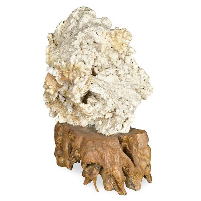 Calcite Concretion on Teak Root Base For Sale - Image 9 of 9