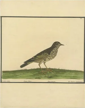 Eleazar Albin, Antique Hand-Colored Engraving of The Pipit or Small Lark, 1730