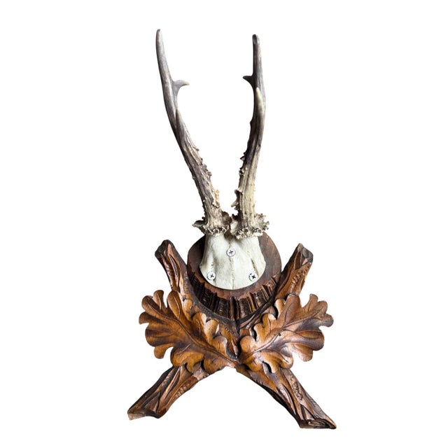 Roe Deer Trophy on a wood plaque with oak leaves.