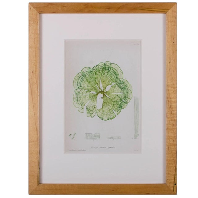 Contemporary Bradbury Seaweed Prints in Hand-Crafted Frames - Set of 3 For Sale - Image 3 of 6