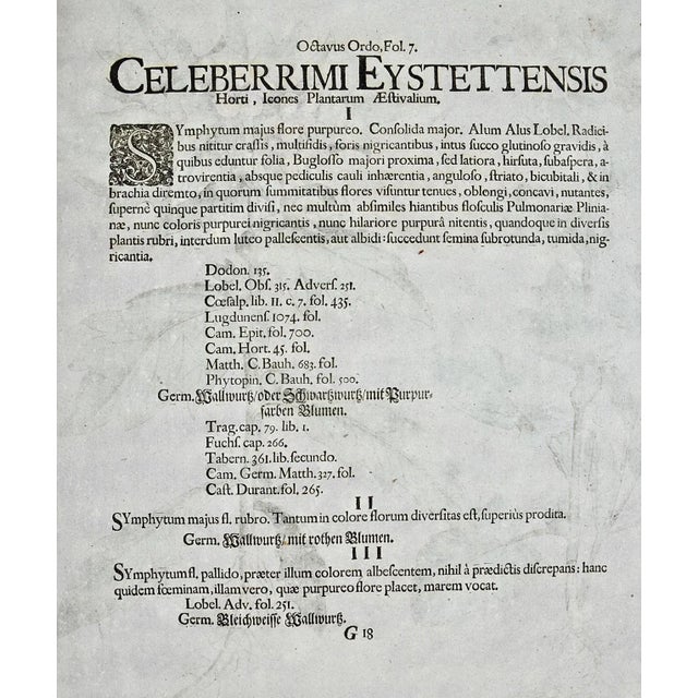 Sculpture Materials Flowering Henbane : A Besler 18th Century Hand-Colored Botanical Engraving, 1713 For Sale - Image 7 of 7