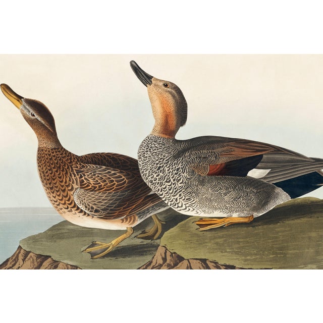 Paper Gadwall Duck, Vintage Art Print Reproduction From Birds of America by John James Audubon, 60" X 40" For Sale - Image 7 of 11