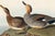 Paper Gadwall Duck, Vintage Art Print Reproduction From Birds of America by John James Audubon, 60" X 40" For Sale - Image 7 of 11