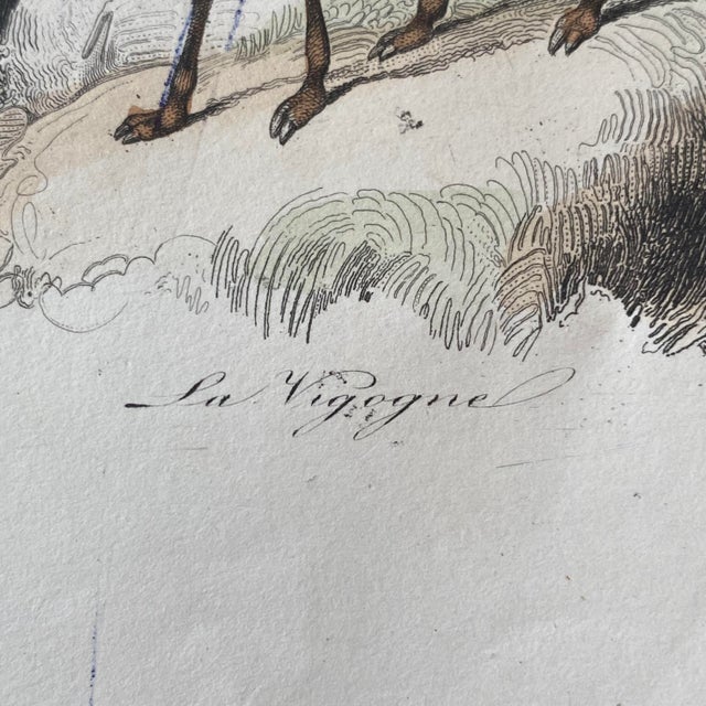 18th Century French Antique 18th Century "Le Lama" Animal Engraving Hand Colored Signed Artwork For Sale - Image 5 of 11