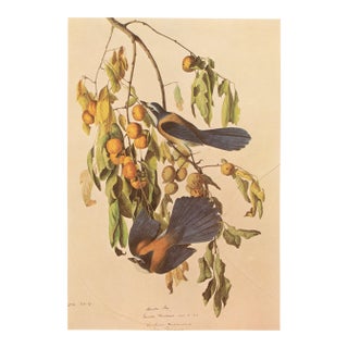 1966 Vintage Cottage Print "Florida Jay or Scrub" After John James Audubon For Sale