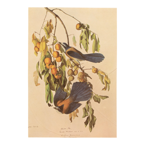 1966 Vintage Cottage Print "Florida Jay or Scrub" After John James Audubon