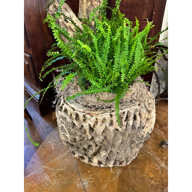 French faux bois jardinier. Container pot on base and a tall faux bois branch raising from the edge. 56”h 45-206