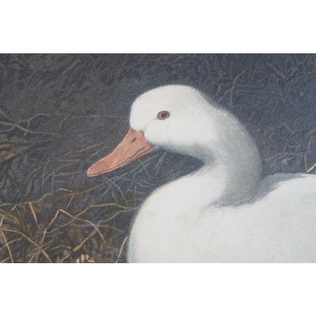 White 1854 Victorian Engraving Duck & Ducklings Fores Series of Mothers Jf Herring 20" For Sale - Image 8 of 12