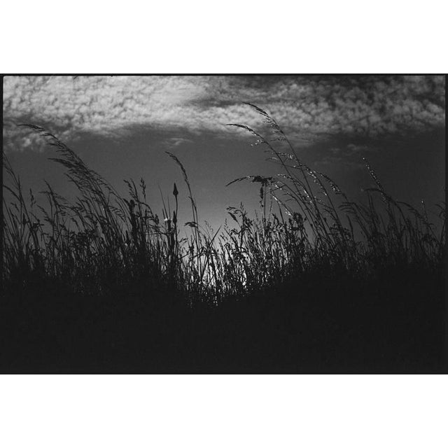 Contemporary Paul Cooklin, Wild Grasses, Silver Gelatin Photograph For Sale - Image 3 of 3