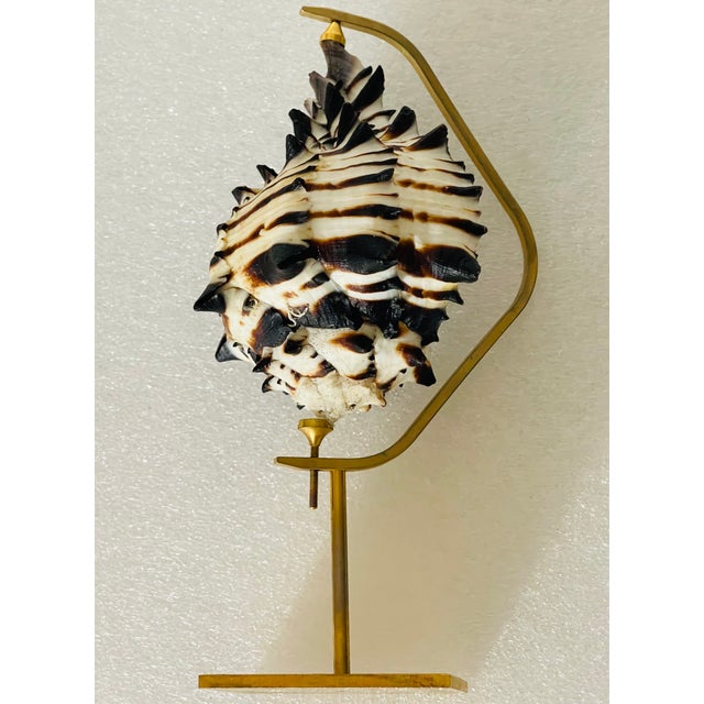 Vintage natural specimen sea shell on a brass custom made display stand.