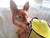 Ceramic Vintage Huge Mid Century Italian Ceramic Fox and Mail Satchel Chache Pot For Sale - Image 7 of 15