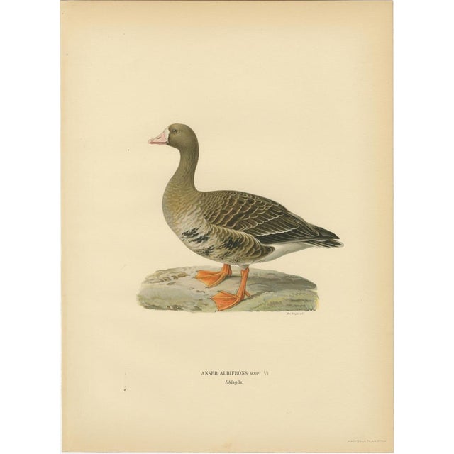 Vintage Scandinavian Ornithology Lithographs, 1929, Set of 6 For Sale - Image 4 of 9