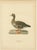 Vintage Scandinavian Ornithology Lithographs, 1929, Set of 6 For Sale - Image 4 of 9