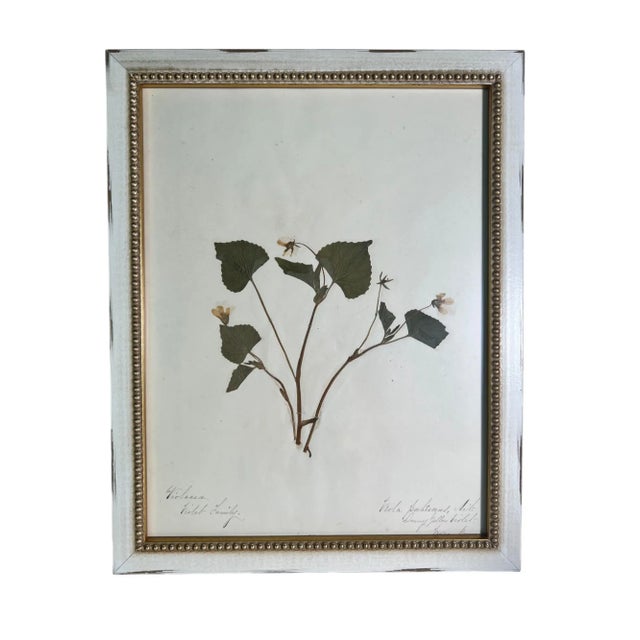 1895 Framed Antique Herbariums, Set of 20 For Sale - Image 11 of 12