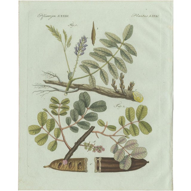 Bertuch, Rubber and Gum Arabic Trees, 1802, Engraving For Sale - Image 9 of 9