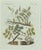 Bertuch, Rubber and Gum Arabic Trees, 1802, Engraving For Sale - Image 9 of 9